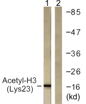 Histone H3 (Acetyl Lys23) rabbit pAb Antibody