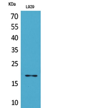 Acetyl eIF5A/eIF5A2 (K47) rabbit pAb Antibody