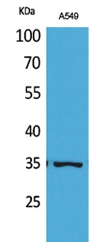 Ref-1 (Acetyl Lys6) rabbit pAb Antibody