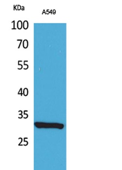ATF-5 (Acetyl Lys29) rabbit pAb Antibody