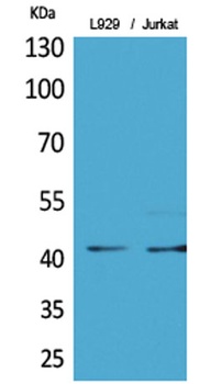 E2F-4 (Acetyl Lys96) rabbit pAb Antibody