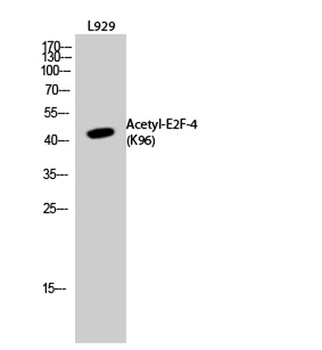 E2F-4 (Acetyl Lys96) rabbit pAb Antibody