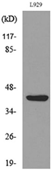 E2F-4 (Acetyl Lys96) rabbit pAb Antibody