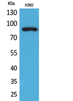 HSP 90 (Acetyl Lys292/284) rabbit pAb Antibody