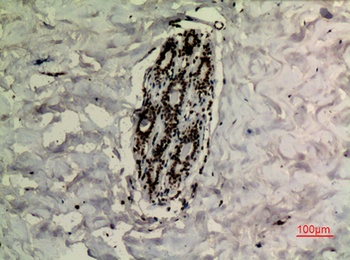 p73 (Acetyl Lys321) rabbit pAb Antibody