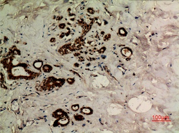 Tubulin α (Acetyl Lys40) rabbit pAb Antibody
