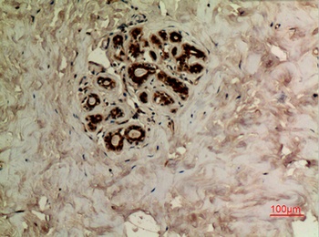 Tubulin α (Acetyl Lys40) rabbit pAb Antibody