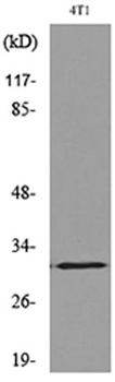 p57 (Acetyl Lys278) rabbit pAb Antibody