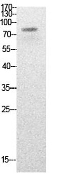 PCAF (Acetyl Lys428) rabbit pAb Antibody
