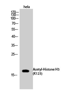 Histone H3 (Acetyl Lys123) rabbit pAb Antibody