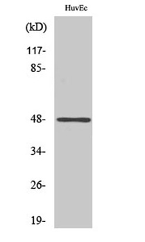 AP-1/Jun D (phospho Ser73/100) rabbit pAb Antibody