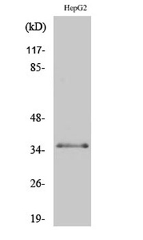 C/EBP β (phospho Thr235) rabbit pAb Antibody