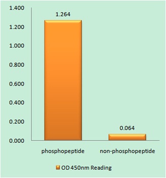 C/EBP β (phospho Thr235) rabbit pAb Antibody