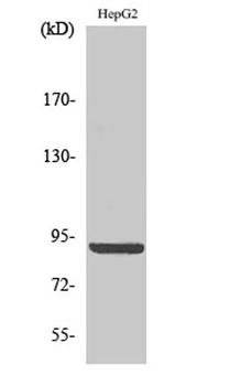 Calnexin (phospho Ser583) rabbit pAb Antibody