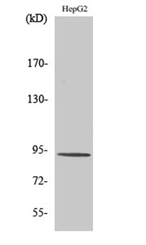 Catenin-β (phospho Thr41/S45) rabbit pAb Antibody