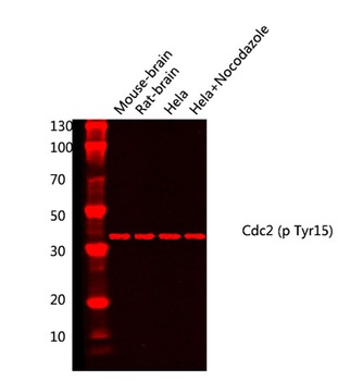 Cdc2 (phospho Tyr15) rabbit pAb Antibody