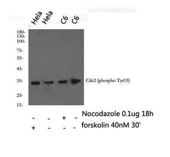Cdc2 (phospho Tyr15) rabbit pAb Antibody