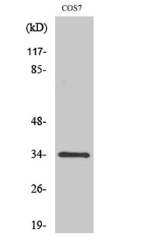 Cdc2 (phospho Tyr15) rabbit pAb Antibody