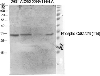 Cdk1/2/3 (phospho Thr14) rabbit pAb Antibody