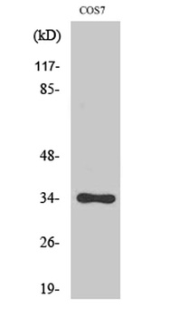 Cdk1/2/3 (phospho Thr14) rabbit pAb Antibody