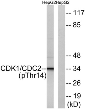 Cdk1/2/3 (phospho Thr14) rabbit pAb Antibody