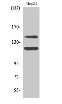 c-Kit (phospho Tyr721) rabbit pAb Antibody