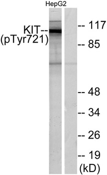 c-Kit (phospho Tyr721) rabbit pAb Antibody