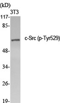 c-Src (phospho Tyr529) rabbit pAb Antibody