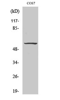 c-Src (phospho Tyr529) rabbit pAb Antibody