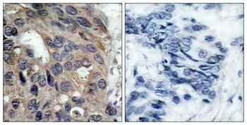 c-Src (phospho Tyr529) rabbit pAb Antibody
