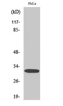 DARPP-32 (phospho Thr75) rabbit pAb Antibody