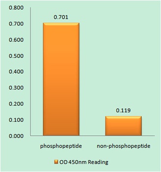 EGFR (phospho Thr693) rabbit pAb Antibody