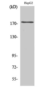 EGFR (phospho Tyr1110) rabbit pAb Antibody