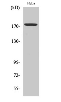 Erbin (phospho Tyr1104) rabbit pAb Antibody