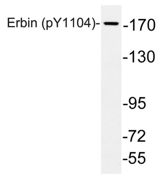 Erbin (phospho Tyr1104) rabbit pAb Antibody