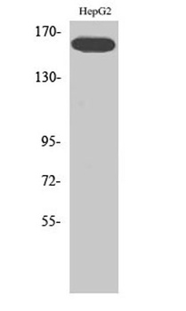 Flk-1/VEGFR2 (phospho Tyr1214) rabbit pAb Antibody