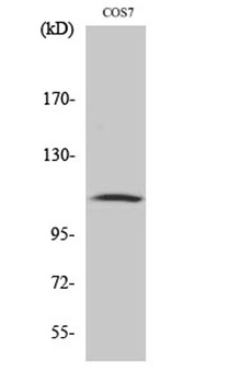 Gab 1 (phospho Tyr627) rabbit pAb Antibody