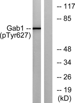 Gab 1 (phospho Tyr627) rabbit pAb Antibody