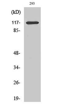 HDAC4 (phospho Ser632) rabbit pAb Antibody
