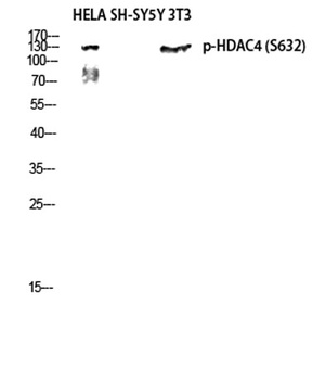 HDAC4 (phospho Ser632) rabbit pAb Antibody