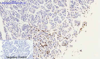 Histone H2A.X (phospho Ser139) rabbit pAb Antibody