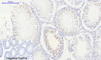 Histone H2A.X (phospho Ser139) rabbit pAb Antibody