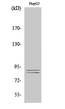 IKKα/β (phospho Ser180/181) rabbit pAb Antibody
