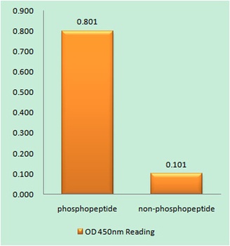 IKKα/β (phospho Ser180/181) rabbit pAb Antibody