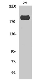 IRS-1 (phospho Ser307) rabbit pAb Antibody