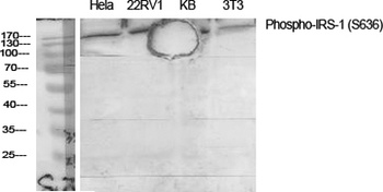 IRS-1 (phospho Ser636) rabbit pAb Antibody