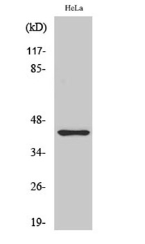 Jun B (phospho Ser259) rabbit pAb Antibody