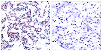 Jun B (phospho Ser259) rabbit pAb Antibody