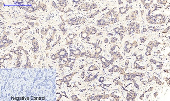 MEK-1/2 (phospho Ser218/222) rabbit pAb Antibody