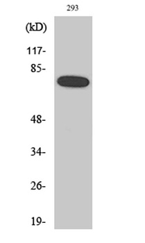 NFκB-p65 (phospho Ser468) rabbit pAb Antibody
